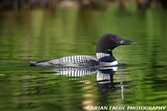 CommonLoon-427 2950-150-4