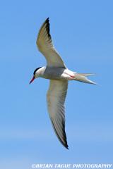 CommonTern-336 3653-crp-150-4