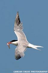 CommonTern-429 7673-crp1-150-4