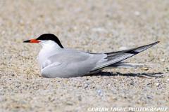 CommonTern-504-13-150-4