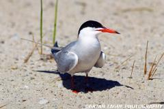 CommonTern-514-34-150-4