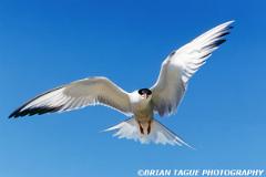 CommonTern-582-02-150-4