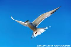 CommonTern-582-11-150-4