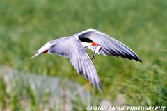 CommonTern-742-30-150-4