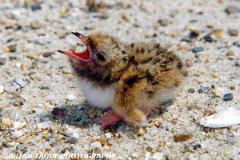 CommonTernChick-514-06-150-4