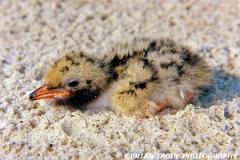 CommonTernChick-592-32-150-4