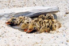 CommonTernChicks-518-05-150-4