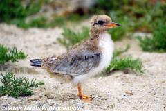 CommonTernFledgling-593-33-150-4