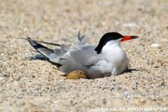CommonTernOnNest-504-19-150-4