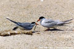 CommonTerns-505-25-150-4