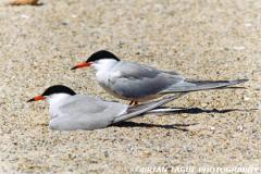 CommonTerns-505-28-150-4