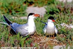 CommonTerns-731-17-150-4