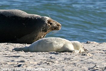 GraySealPup-422 8556-crp1-150-4