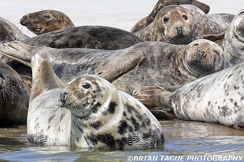 GraySeals-117 1721-crp2-150-4