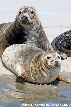 GraySeals-117 1724-crp1-150-4