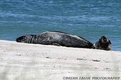 GraySeals-433_6638-150-4