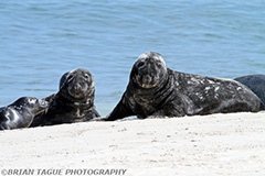 GraySeals-433_6697-150-4