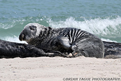 GraySeals-433_6731-150-4