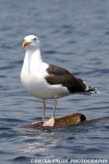 GreatBlack-backedGull-295 9598-crp1-150-4