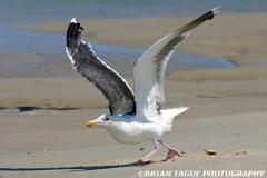 GreatBlack-backedGull-336 3682-75-4