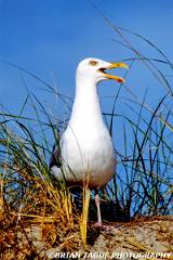 GreatBlack-backedGull-832-17-150-4