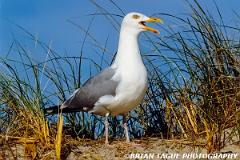 GreatBlack-backedGull-832-18-150-4