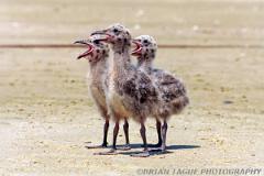 GreatBlack-backedGullChicks-441-13-150-4