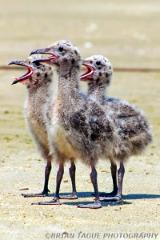 GreatBlack-backedGullChicks-441-13-crp1-150-4