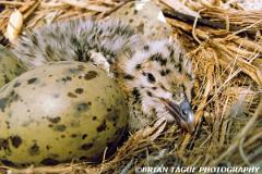 GreatBlack-backedGullNest-CL-1-150-4