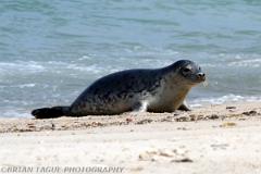 HarborSeal-433 6740-150-4