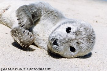 HarborSealPup-432-34