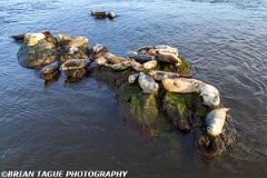 HarborSeals-402 0880-crp1-150-4