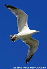 HerringGull-108 0898-crp-150-4