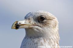 HerringGull-267 6753-crp-150-4