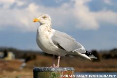 HerringGull-267 6756-150-4