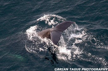 HumpbackWhaleAerial-422 4085-crp2-adj-L