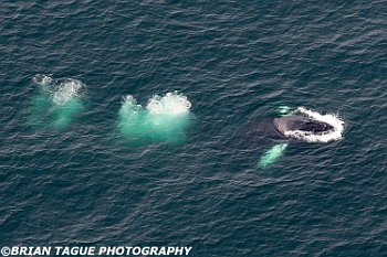 HumpbackWhaleAerial-422 4092-crp1-adj-L