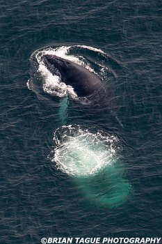 HumpbackWhaleAerial-422 4100-crp2-adj-L