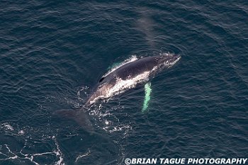 HumpbackWhaleAerial-422 4106-crp1-adj-L