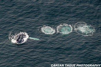 HumpbackWhaleAerial-422 4118-crp1-adj-L