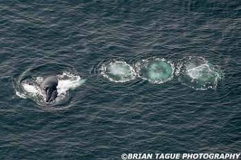 HumpbackWhaleAerial-422 4120-crp1-adj-L
