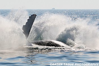 HumpbackWhaleBreaching-422 2885-crp1-adj