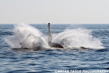 HumpbackWhaleBreaching-422 2895-adj