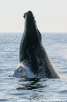 HumpbackWhaleBreaching-422 2907-crp1-adj-L