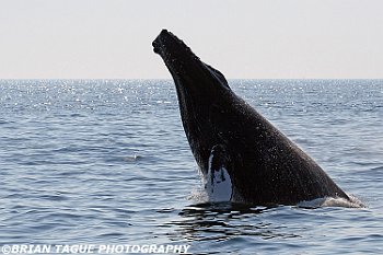 HumpbackWhaleBreaching-422 2909-adj