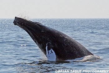 HumpbackWhaleBreaching-422 2910-crp1-adj