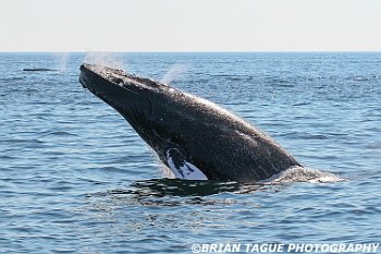 HumpbackWhaleBreaching-422 2917-crp1-adj-L