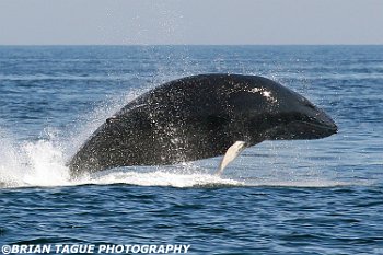HumpbackWhaleBreaching-422 2966-crp1-adj-L