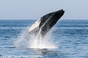 HumpbackWhaleBreaching-422 3052-crp3-adj-L