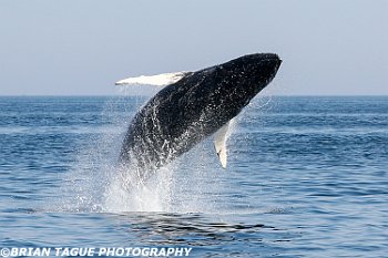 HumpbackWhaleBreaching-422_3053-crp1